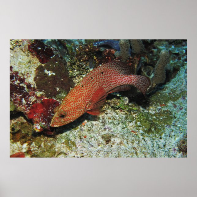 Affiche Graysby (Devant)