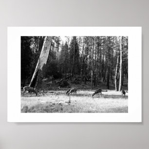 Affiche Grazing Deer Yosemite Photographie noir et blanc
