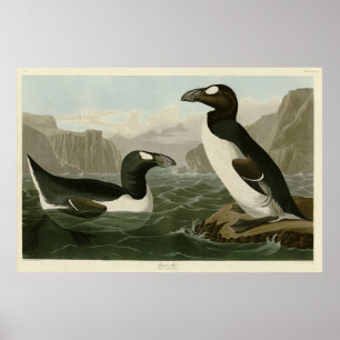 Affiche Great Auk - John James Audubon's Birds of America