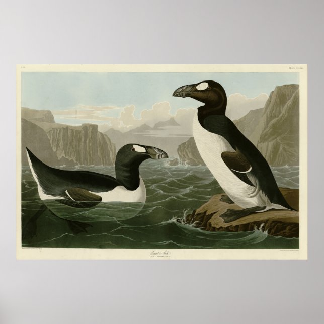 Affiche Great Auk - John James Audubon's Birds of America (Devant)