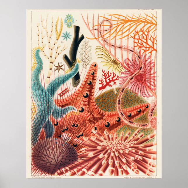 Affiche Great Barrier Reef Echinoderms, (Devant)