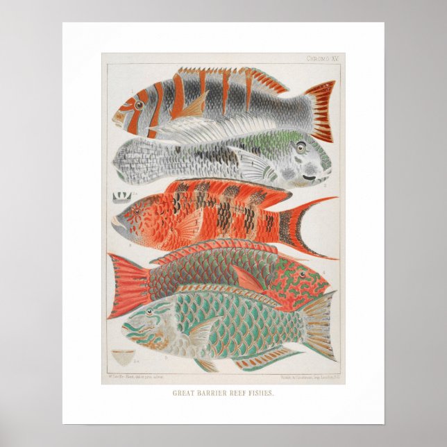 Affiche Great Barrier Reef Fishin Coral, Art Print (Devant)