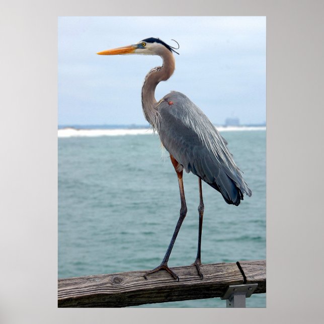 Affiche Great Blue Heron (Devant)