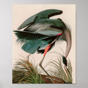 Affiche Great Blue Heron Birds of America Audubon Imprimer