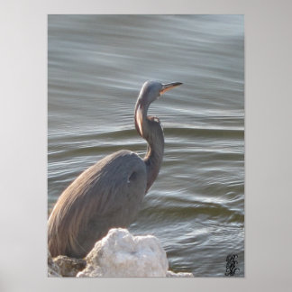 Affiche Great Blue Heron by the Water