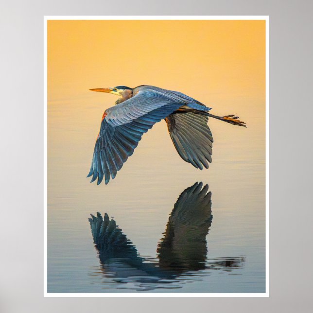Affiche Great Blue Heron Reflection Wildlife Bird Photo (Devant)