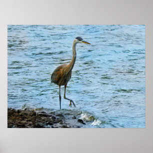 Affiche Great Blue Heron Standing in the Water 