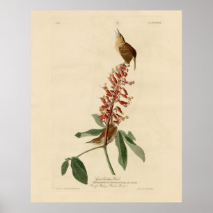 Affiche Great Carolina Wren - Audubon's Birds of America