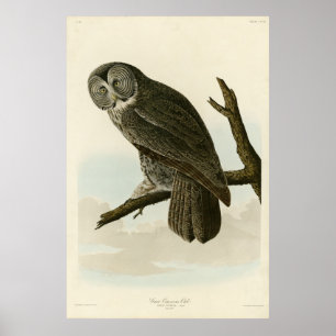 Affiche Great Cinereous Owl from Audubon Birds of America