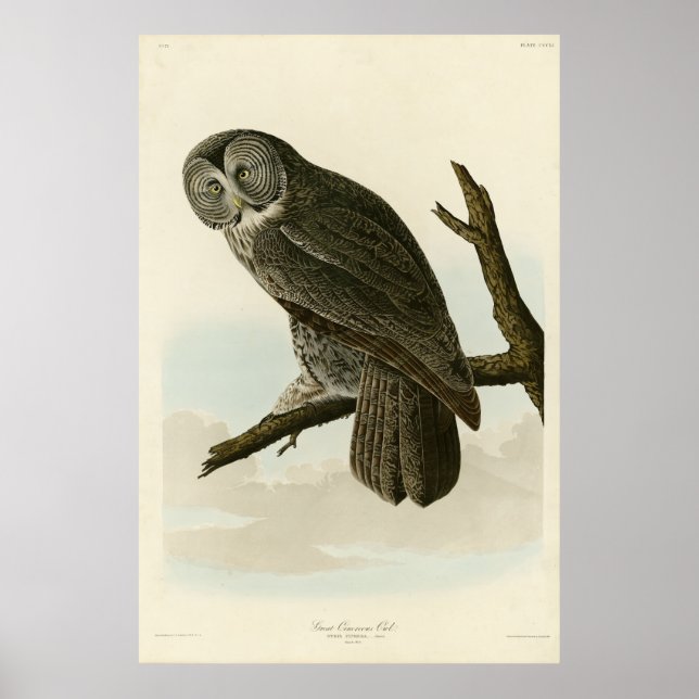 Affiche Great Cinereous Owl from Audubon Birds of America (Devant)