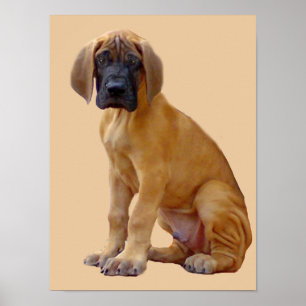 Affiche Great Dane King of Dogs Imprimer