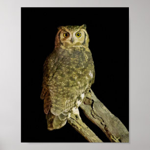Affiche Great Horned Owl at Night