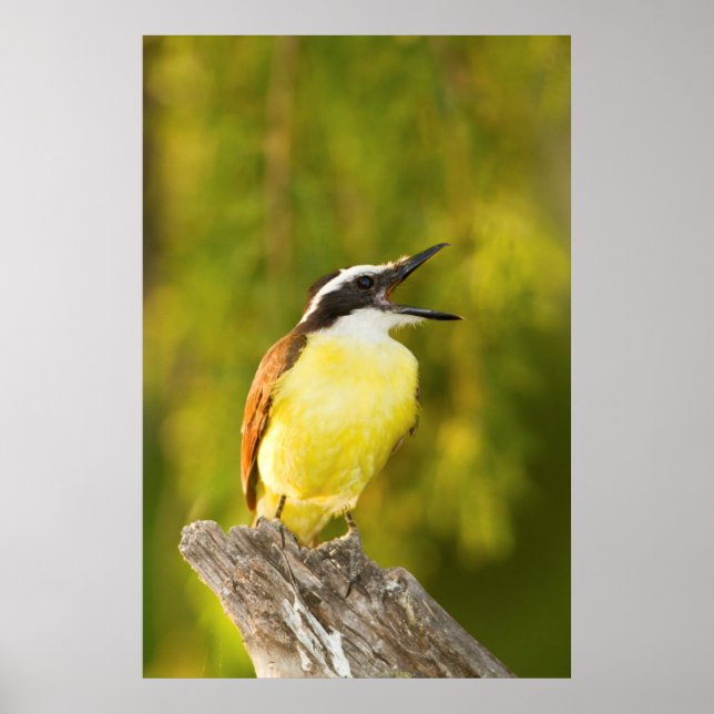 Affiche Great Kiskadee (Devant)