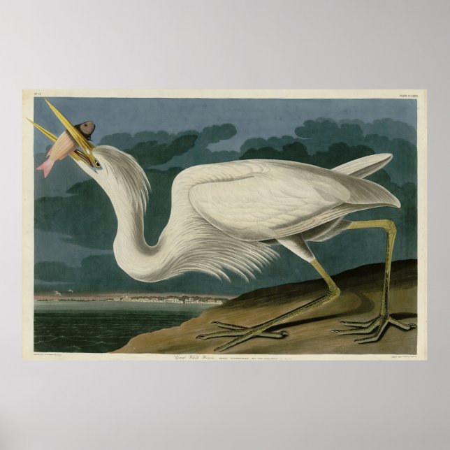 Affiche Great White Heron, from Audubon's Birds of America (Devant)