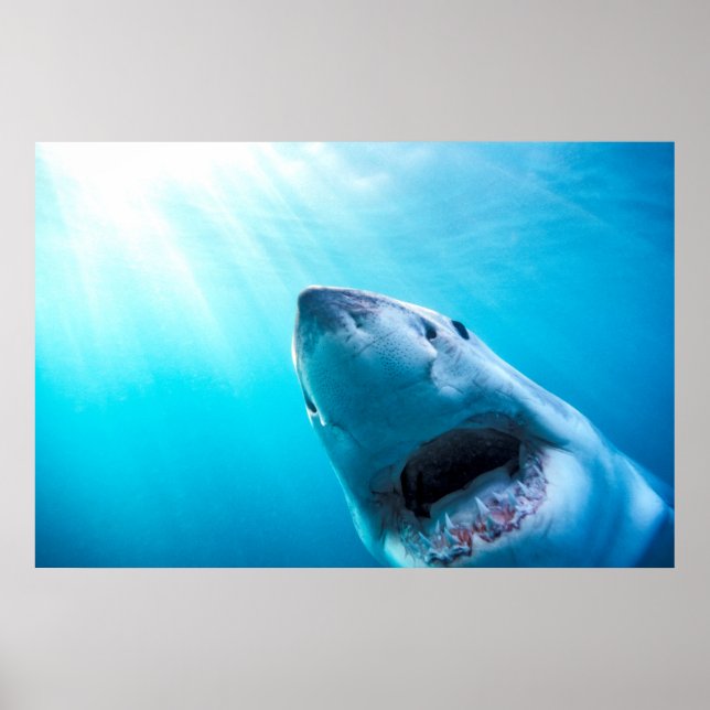 Affiche Great White Shark | Afrique du Sud (Devant)