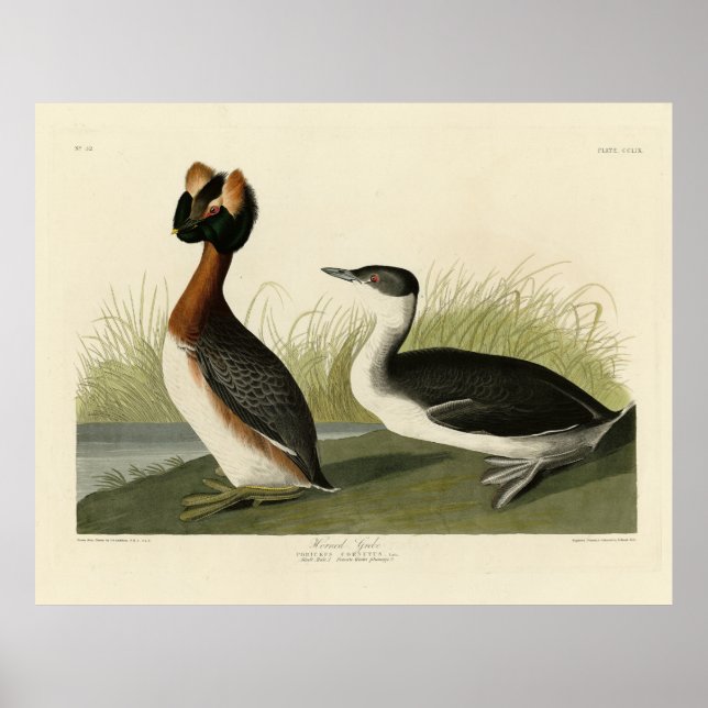 Affiche Grebe cornée des oiseaux d'Amérique de John Audubo (Devant)