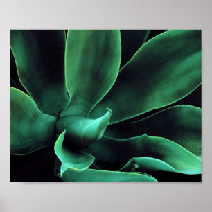 Affiche Green Agave Attenuata