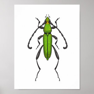 Affiche Green beetle