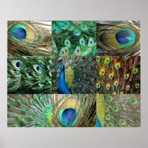 Affiche Green Blue Peacock photo collage