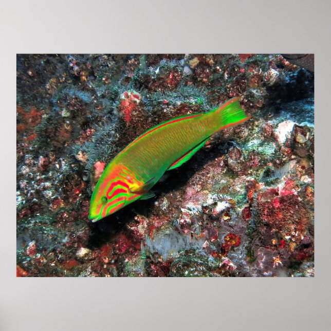 Affiche Green et Red Wrasse (Devant)