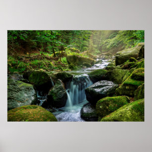 Affiche Green Forest and River