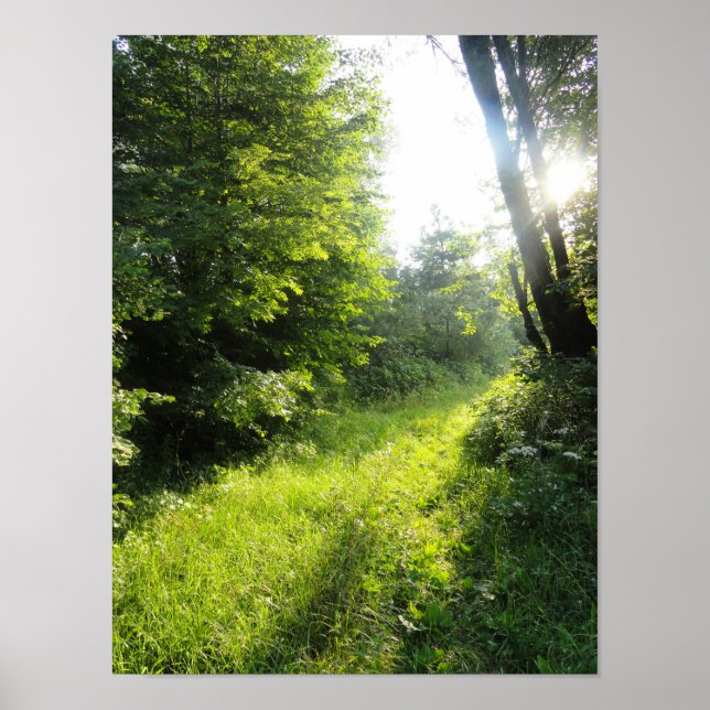 Affiche Green Forest Meadow (Devant)