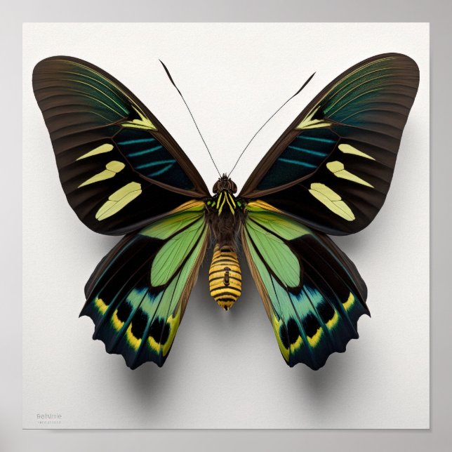 Affiche Green Goliath Birdwing Papillon Art Imprimer Poste (Devant)