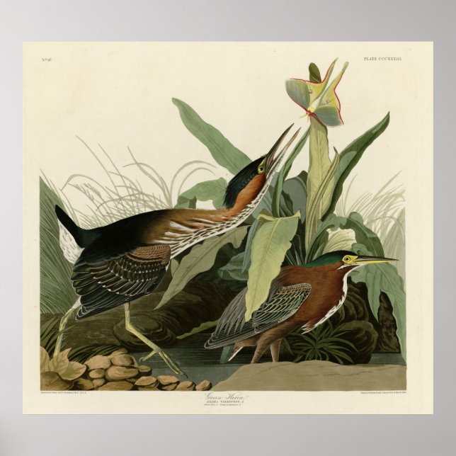 Affiche Green Heron, les oiseaux d'Amérique de John James  (Devant)