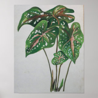 Affiche Green Leaf Botanical Wall Art Print