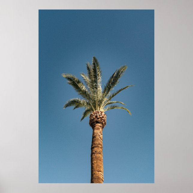 Affiche Green palm tree under blue sky in the morning (Devant)