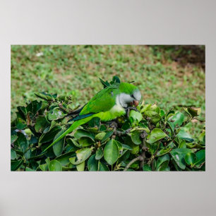 Affiche Green parrot