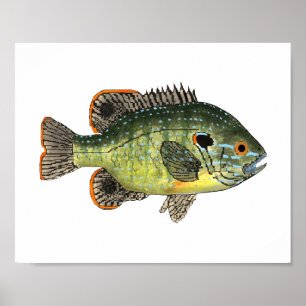 Affiche Green Sunfish T-Shirt