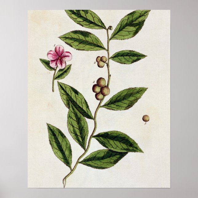 Affiche Green Tea, plate 351 from 'A Curious Herbal', publ (Devant)