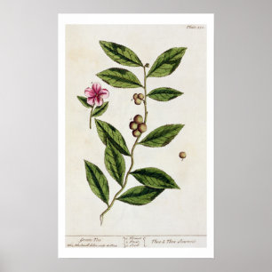 Affiche Green Tea, plate 351 from 'A Curious Herbal', publ