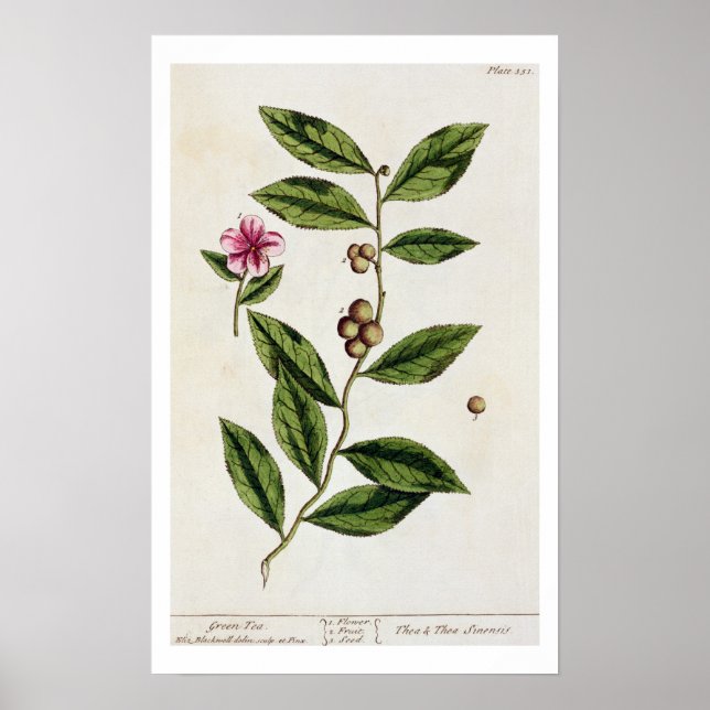 Affiche Green Tea, plate 351 from 'A Curious Herbal', publ (Devant)