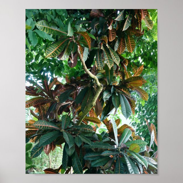 Affiche Green Tropical Jungle (Devant)