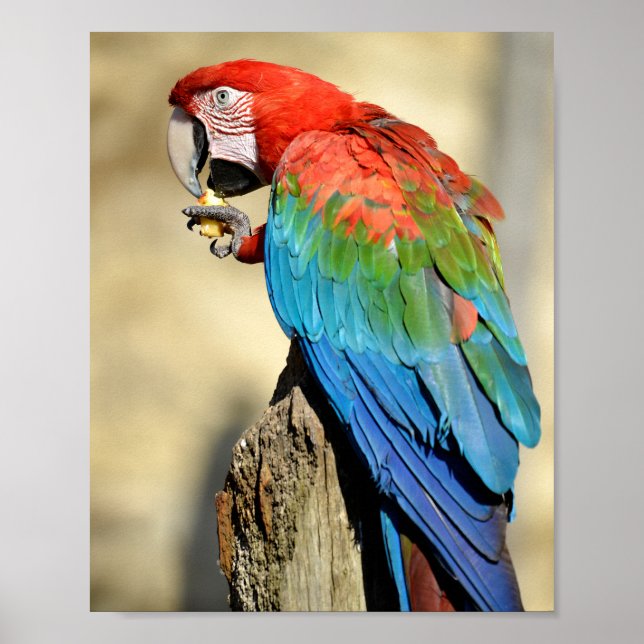 Affiche Green-winged Macaw on perch (Devant)