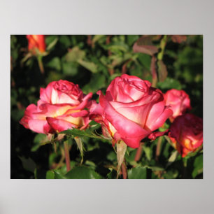 Affiche Grenade Hybrid Tea Roses 045