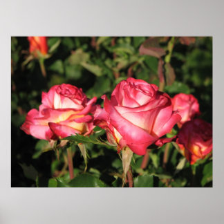 Affiche Grenade Hybrid Tea Roses 045