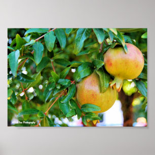 Affiche Grenades d'Automne