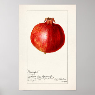 Affiche Grenades (Punica Granatum) Peinture de fruits