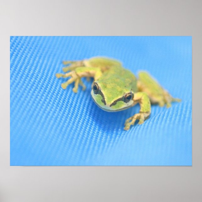 Affiche Grenouille (Devant)