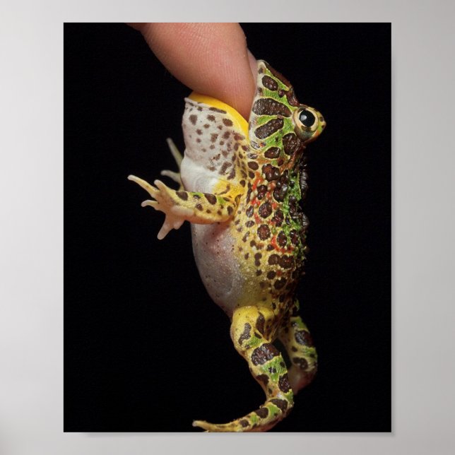 Affiche grenouille (Devant)