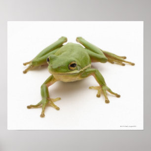 Affiche Grenouille à arbre vert