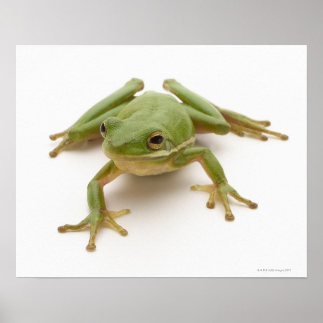 Affiche Grenouille à arbre vert (Devant)