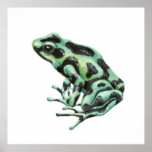 Affiche Grenouille à flèche empoisonnée