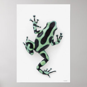 Affiche Grenouille à poison noire et verte