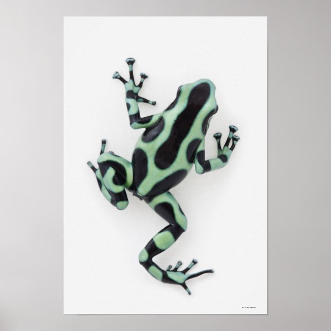 Affiche Grenouille à poison noire et verte (Devant)