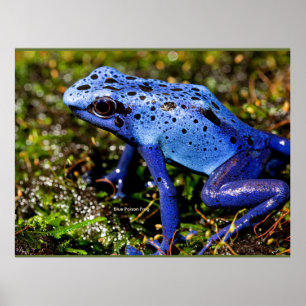 Affiche Grenouille à tarte bleue
