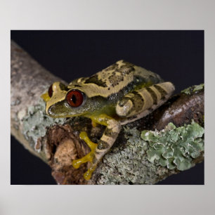 Affiche Grenouille arboricole à yeux rouges d'Afrique, Lep